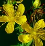 St. John's Wort Extract